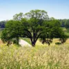 Princeton American Elm Tree