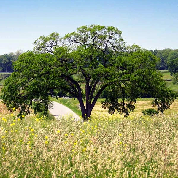 Princeton American Elm Tree - Image 2