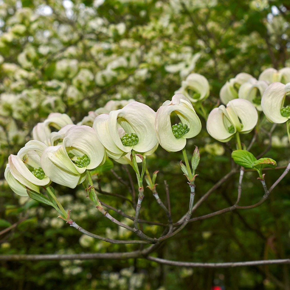 Mexican Flowering Dogwood Tree - Image 3