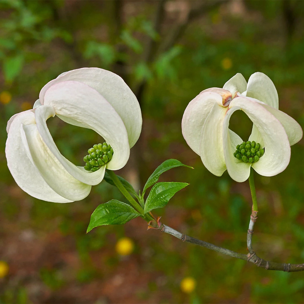 Mexican Flowering Dogwood Tree - Image 4