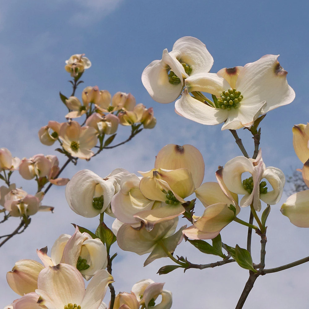 Mexican Flowering Dogwood Tree - Image 2
