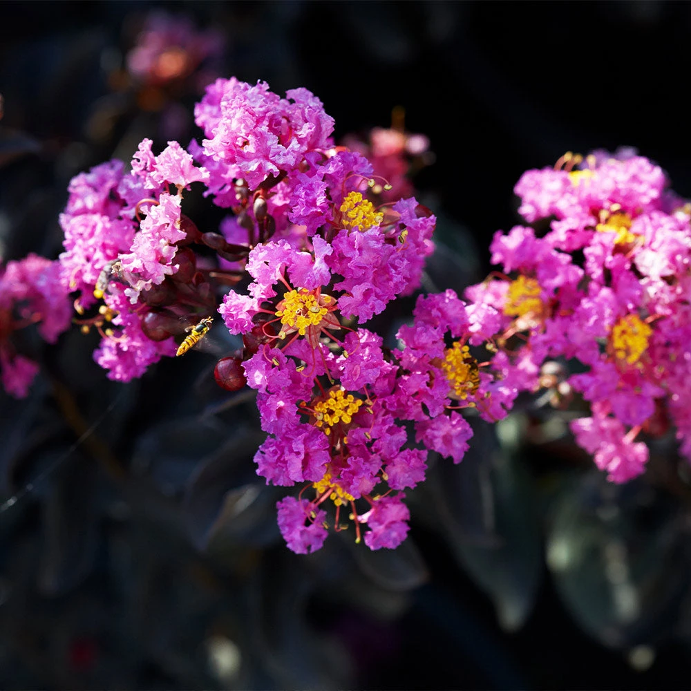 Black Diamond® Purely Purple⢠Crape Myrtle Tree - Image 3