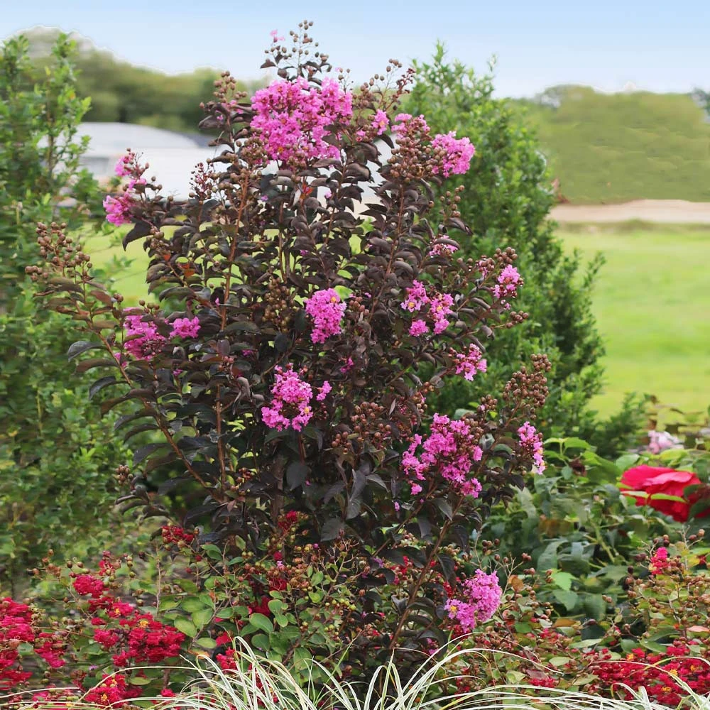 Black Diamond® Purely Purple⢠Crape Myrtle Tree - Image 2