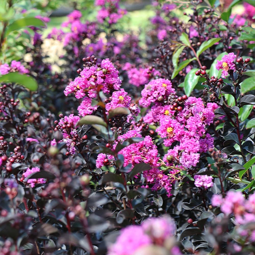 Black Diamond® Purely Purple⢠Crape Myrtle Tree - Image 5