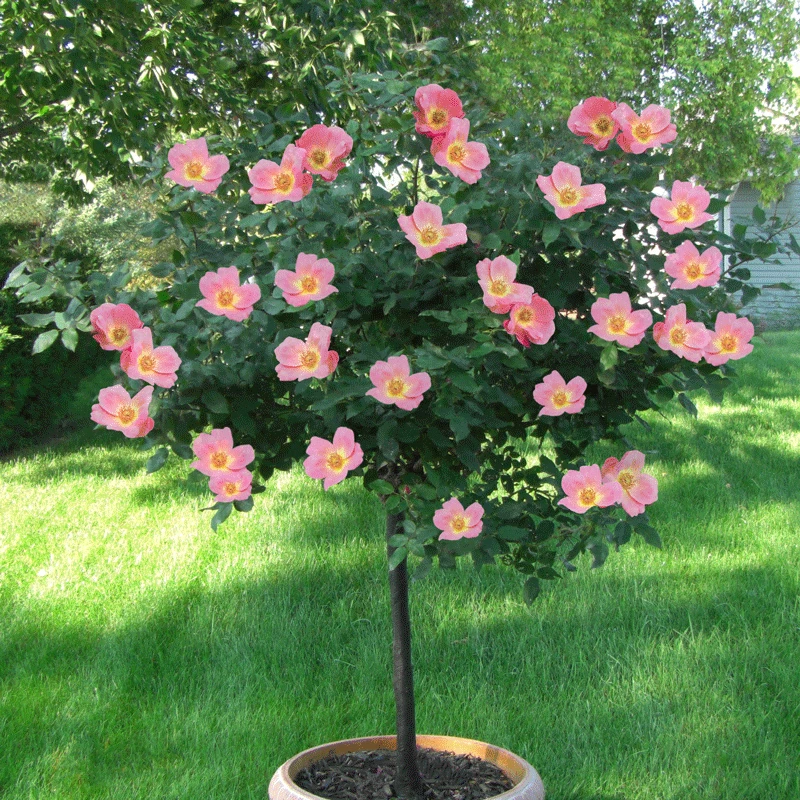 Rainbow Knock Out® Rose Tree - Image 2