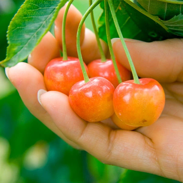 Rainier Cherry Tree