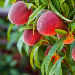 Red Haven Peach Tree