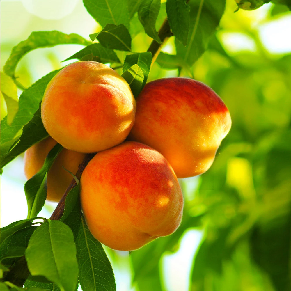 Reliance Peach Tree - Image 2