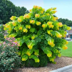 The Rising Sun™ Redbud Tree