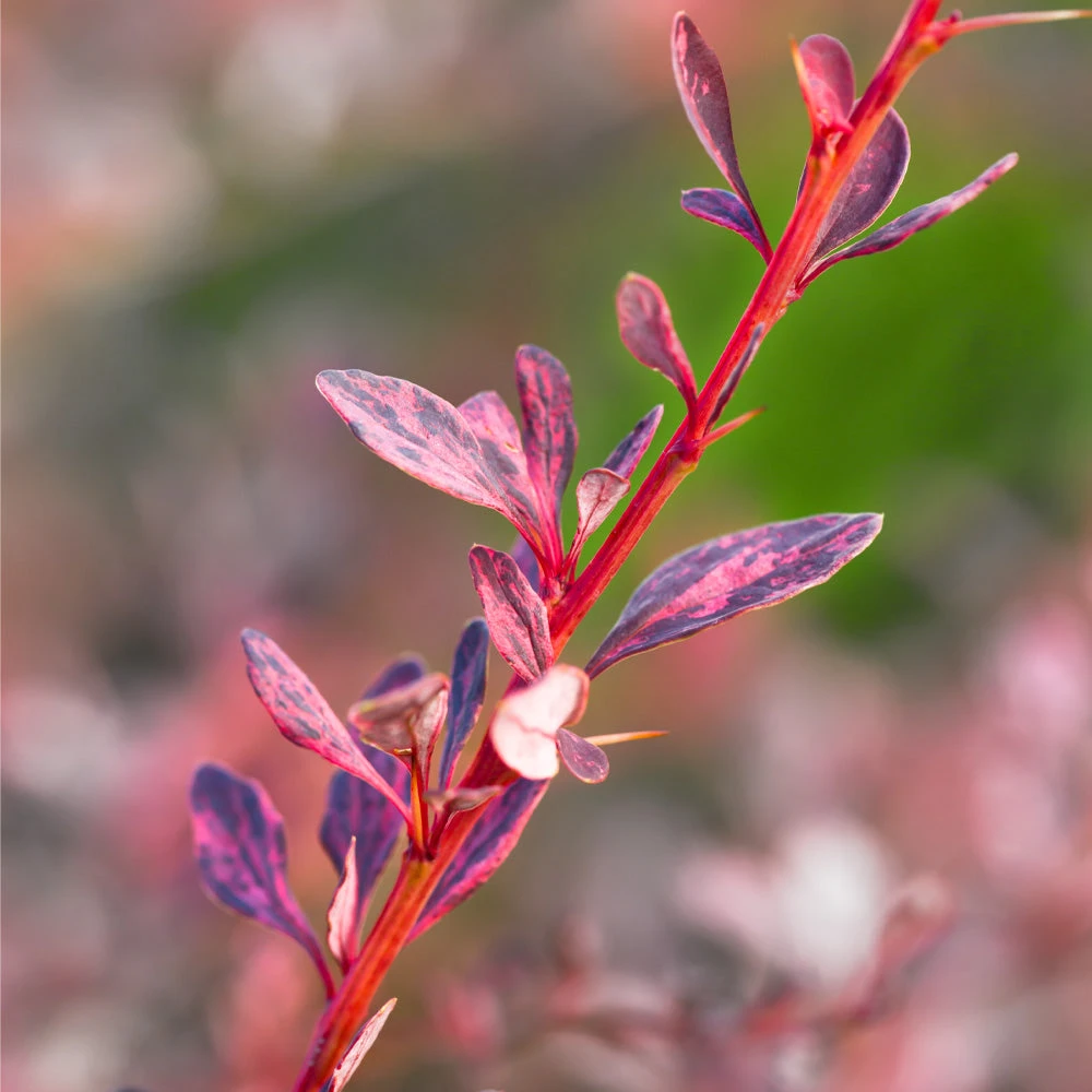 Rose Glow Barberry Shrub - Image 3
