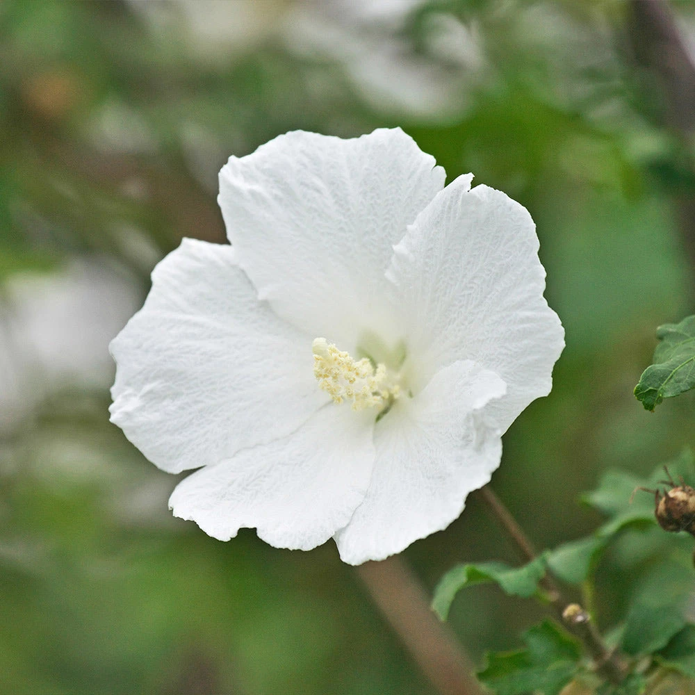 White Rose Of Sharon Althea Shrub - Image 2
