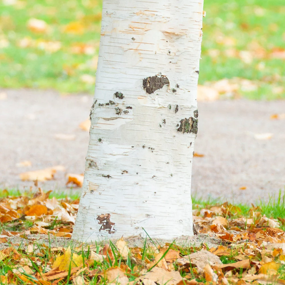 Royal Frost Birch - Image 3