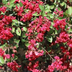 Ruby Prince™ Emerald Empire® Crape Myrtle Tree