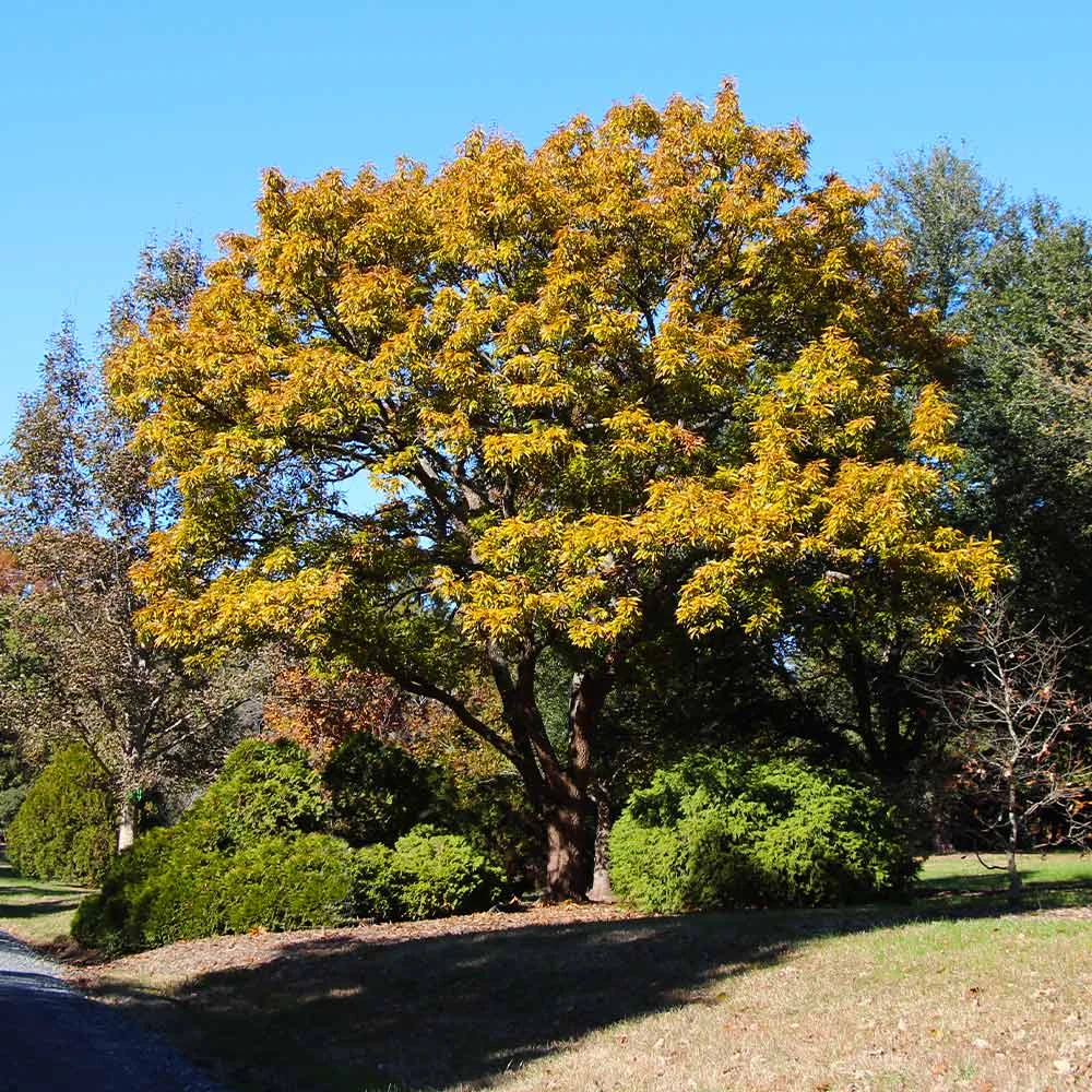 Sawtooth Oak Tree - Image 3