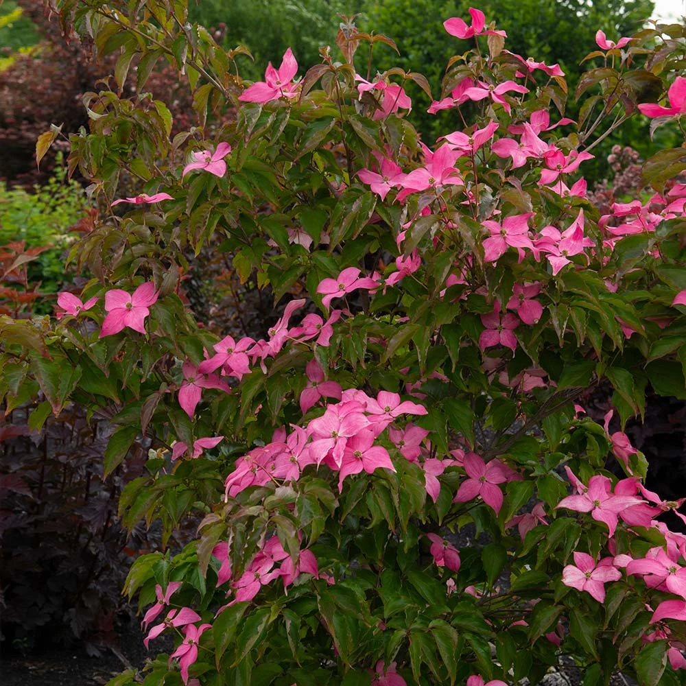 Scarlet Fire® Dogwood Tree - Image 2