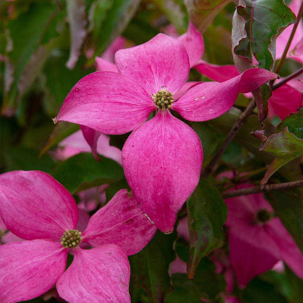 Scarlet Fire® Dogwood Tree - Image 3