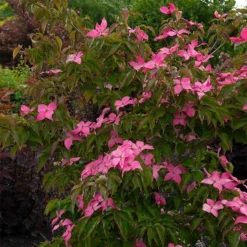 Scarlet Fire® Dogwood Tree