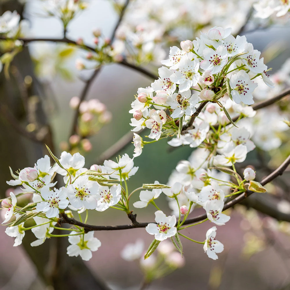 Shinseiki Asian Pear Tree - Image 4