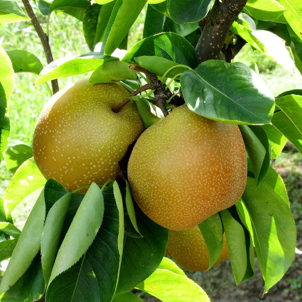 Shinseiki Asian Pear Tree - Image 2