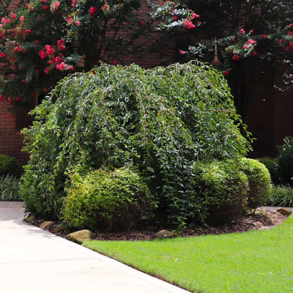 Snow Fountains® Weeping Cherry Tree - Image 4