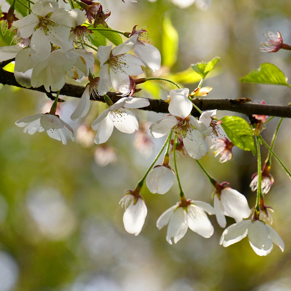 Snow Fountains® Weeping Cherry Tree - Image 3