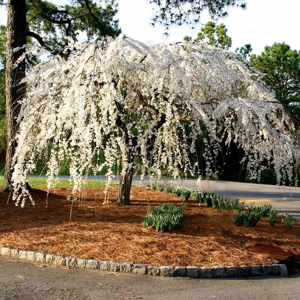 Snow Fountains® Weeping Cherry Tree - Image 5