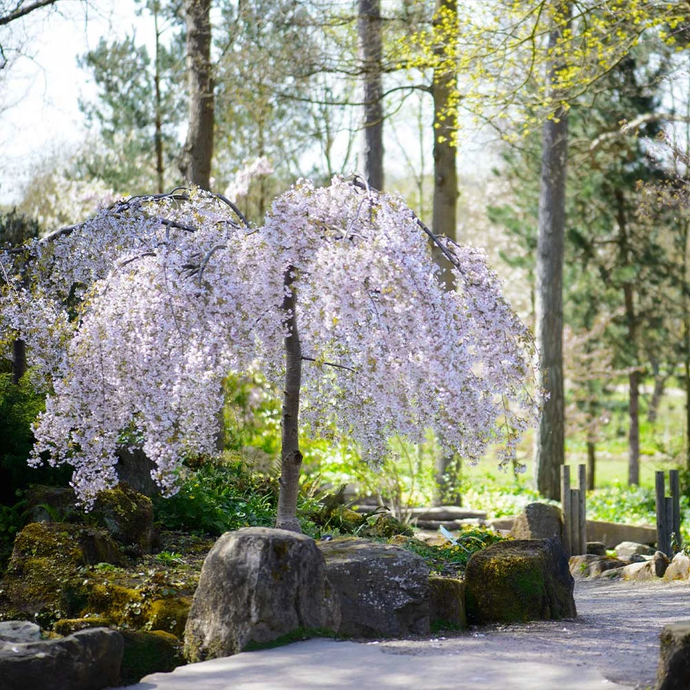 Snow Fountains® Weeping Cherry Tree - Image 2
