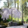 Snow Fountains® Weeping Cherry Tree