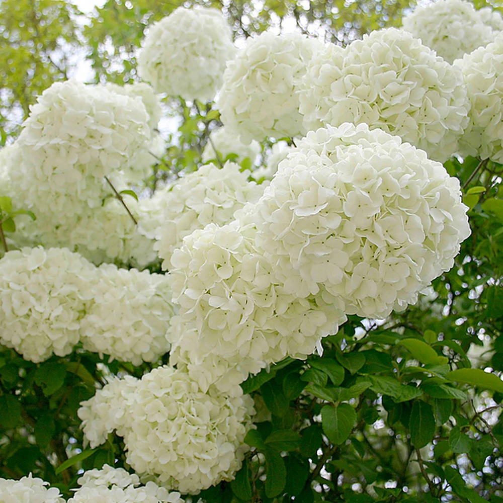 Snowball Viburnum Bush - Image 5