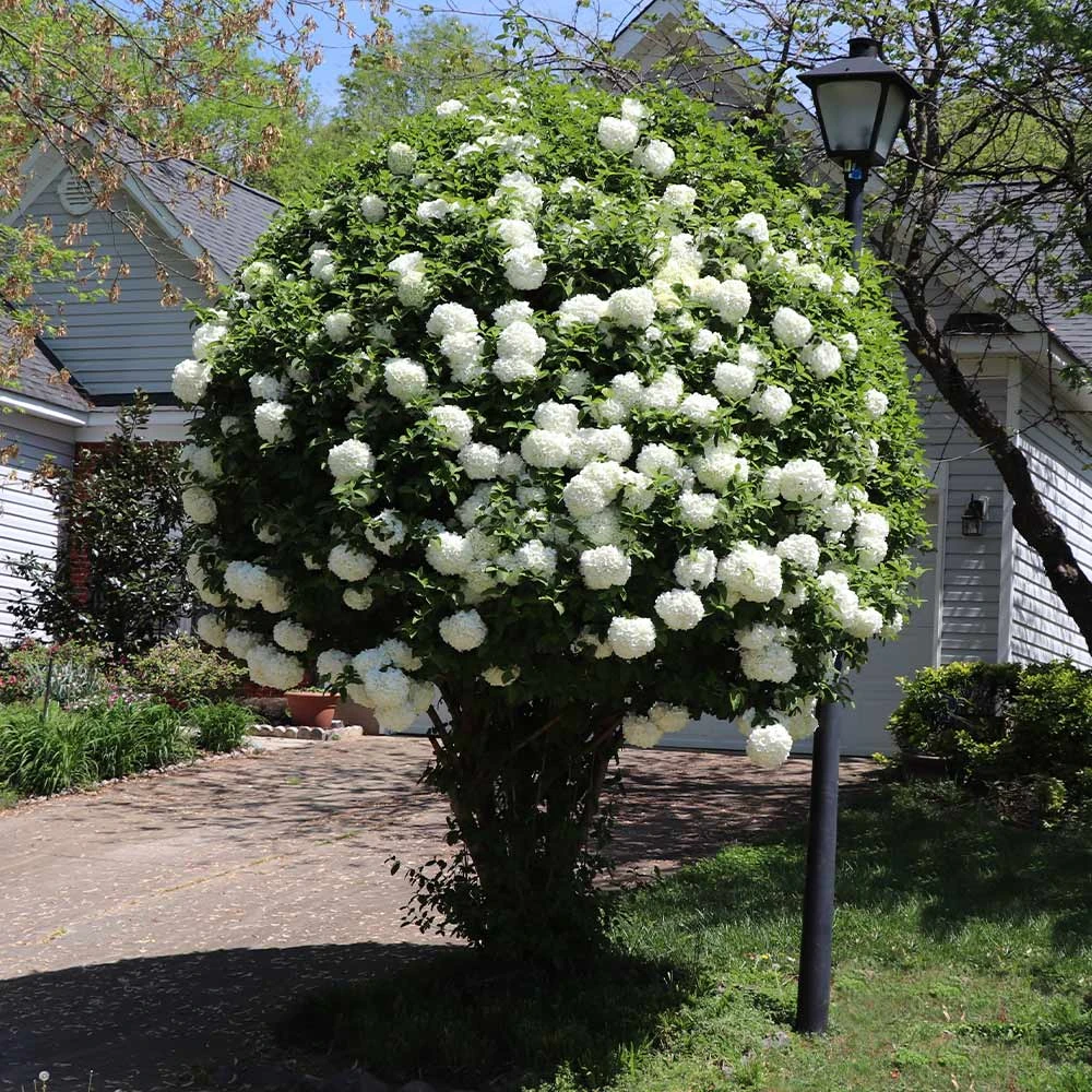 Snowball Viburnum Bush - Image 2