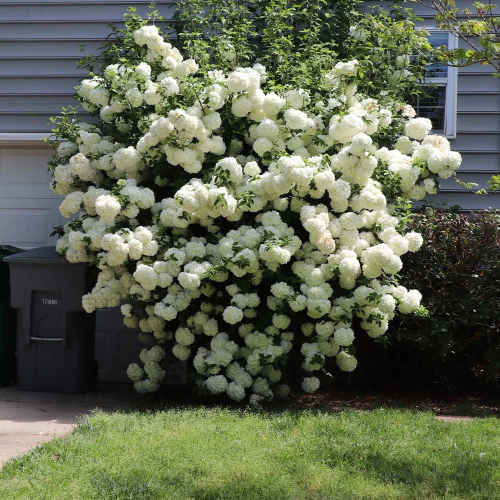 Snowball Viburnum Bush - Image 6