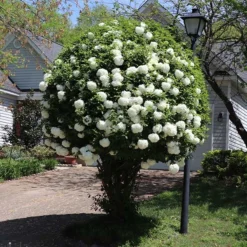 Snowball Viburnum Bush
