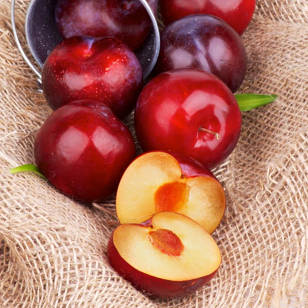 Superior Plum Tree - Image 3