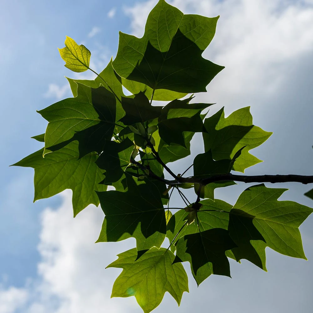 Tulip Poplar Tree - Image 5