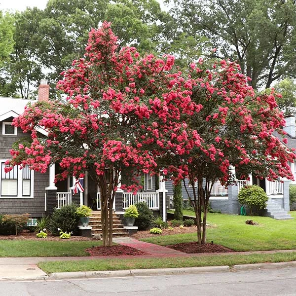 Tuscarora Crape Myrtle Tree