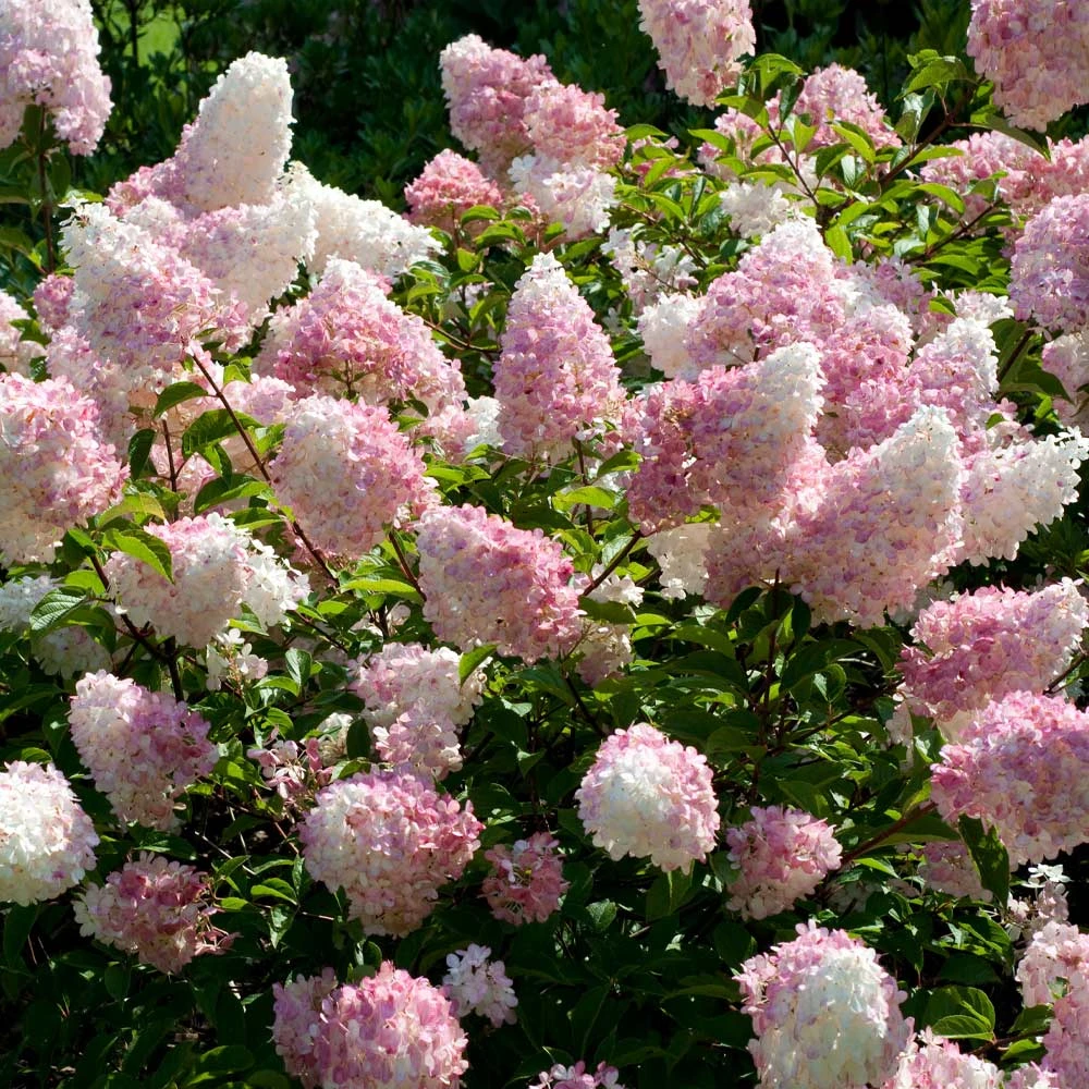 Vanilla Strawberryâ„¢ Hydrangea Shrub - Image 2