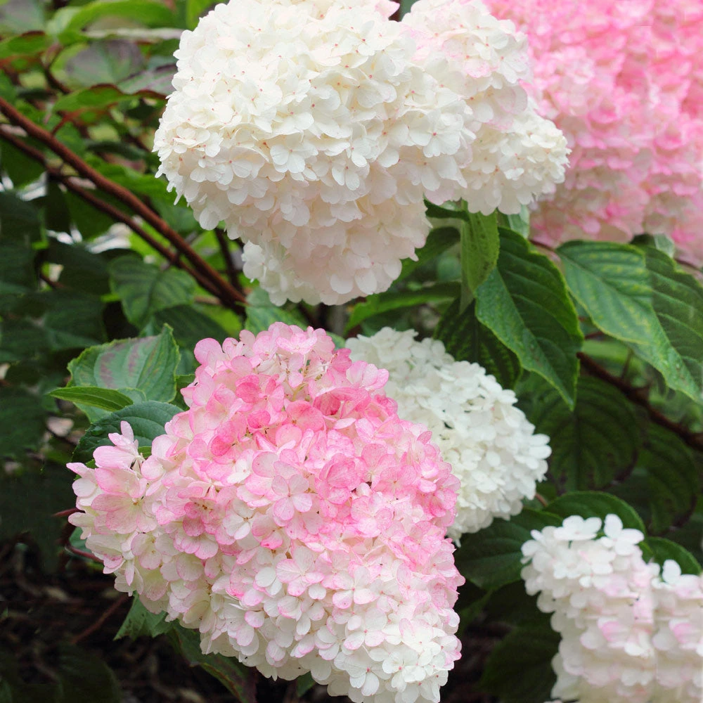 Vanilla Strawberryâ„¢ Hydrangea Shrub - Image 3