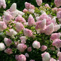 Vanilla Strawberryâ„¢ Hydrangea Shrub