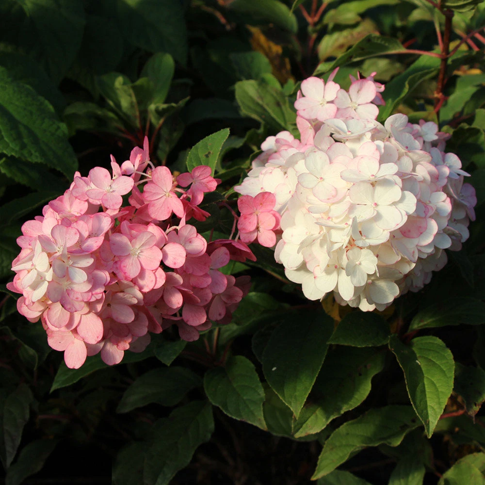 Vanilla Strawberryâ„¢ Hydrangea Tree - Image 4