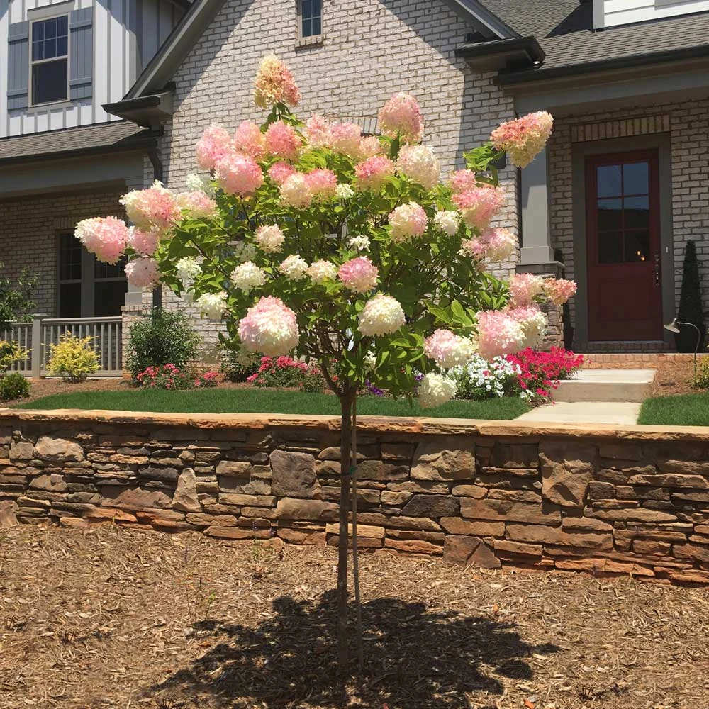 Vanilla Strawberryâ„¢ Hydrangea Tree - Image 2