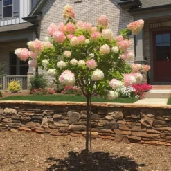 Vanilla Strawberryâ„¢ Hydrangea Tree