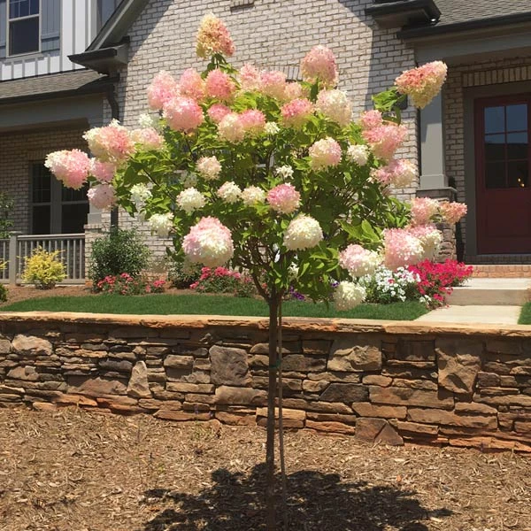 Vanilla Strawberryâ„¢ Hydrangea Tree