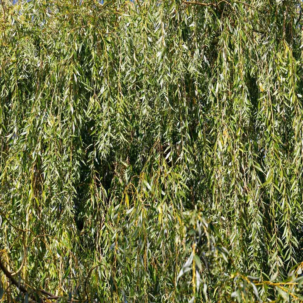 Weeping Willow Tree - Image 5