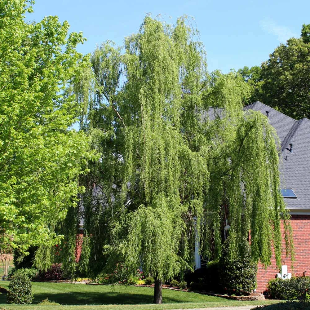 Weeping Willow Tree - Image 3