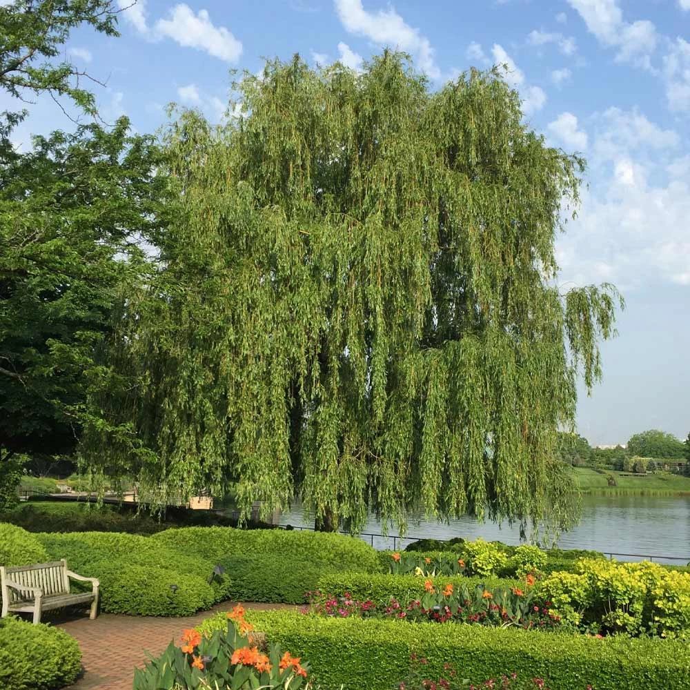 Weeping Willow Tree - Image 2