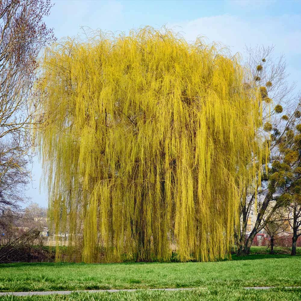 Weeping Willow Tree - Image 4