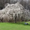 White Weeping Cherry Tree