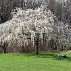 White Weeping Cherry Tree