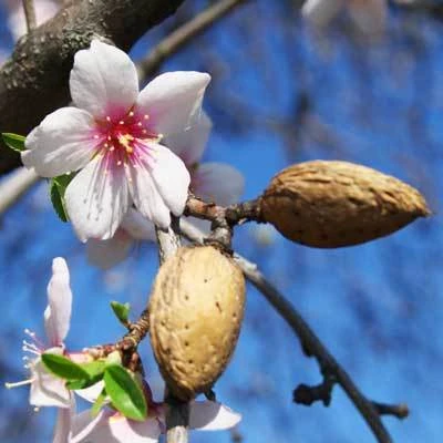 NE Plus Almond Tree - Image 3