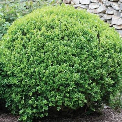 Winter Gem Boxwood Shrub - Image 2